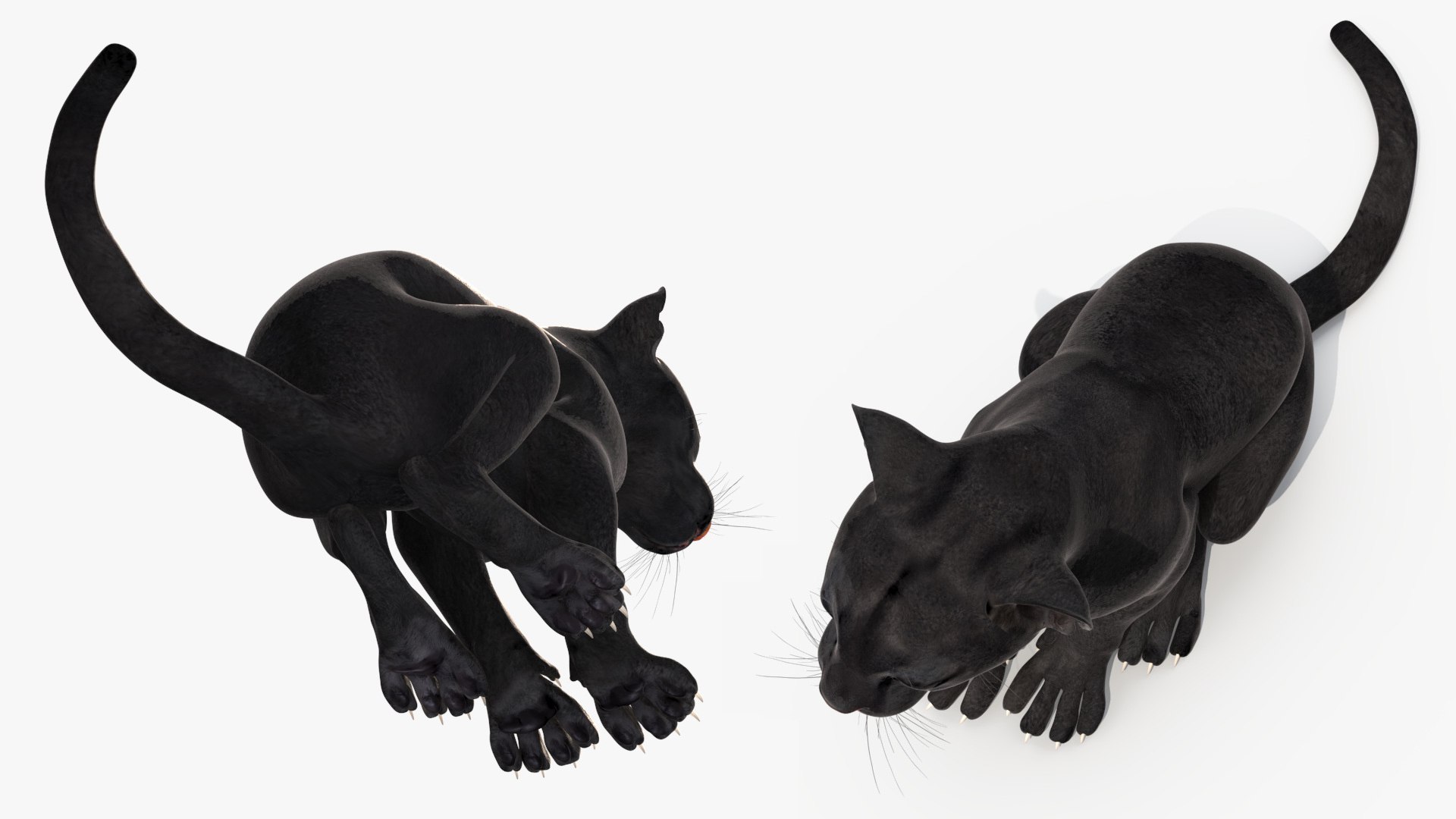 3D Black Panther Cub Sitting Pose https://p.turbosquid.com/ts-thumb/Mm/n8s3hv/1F/black_panther_cub_sitting_pose_008/jpg/1737128701/1920x1080/fit_q87/4696af81d493532f919cd15d663f1b3bf349d497/black_panther_cub_sitting_pose_008.jpg