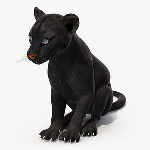 3D Black Panther Cub Sitting Pose