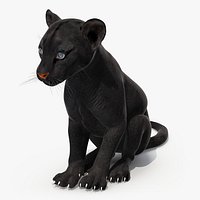Black Panther Cub Sitting Pose