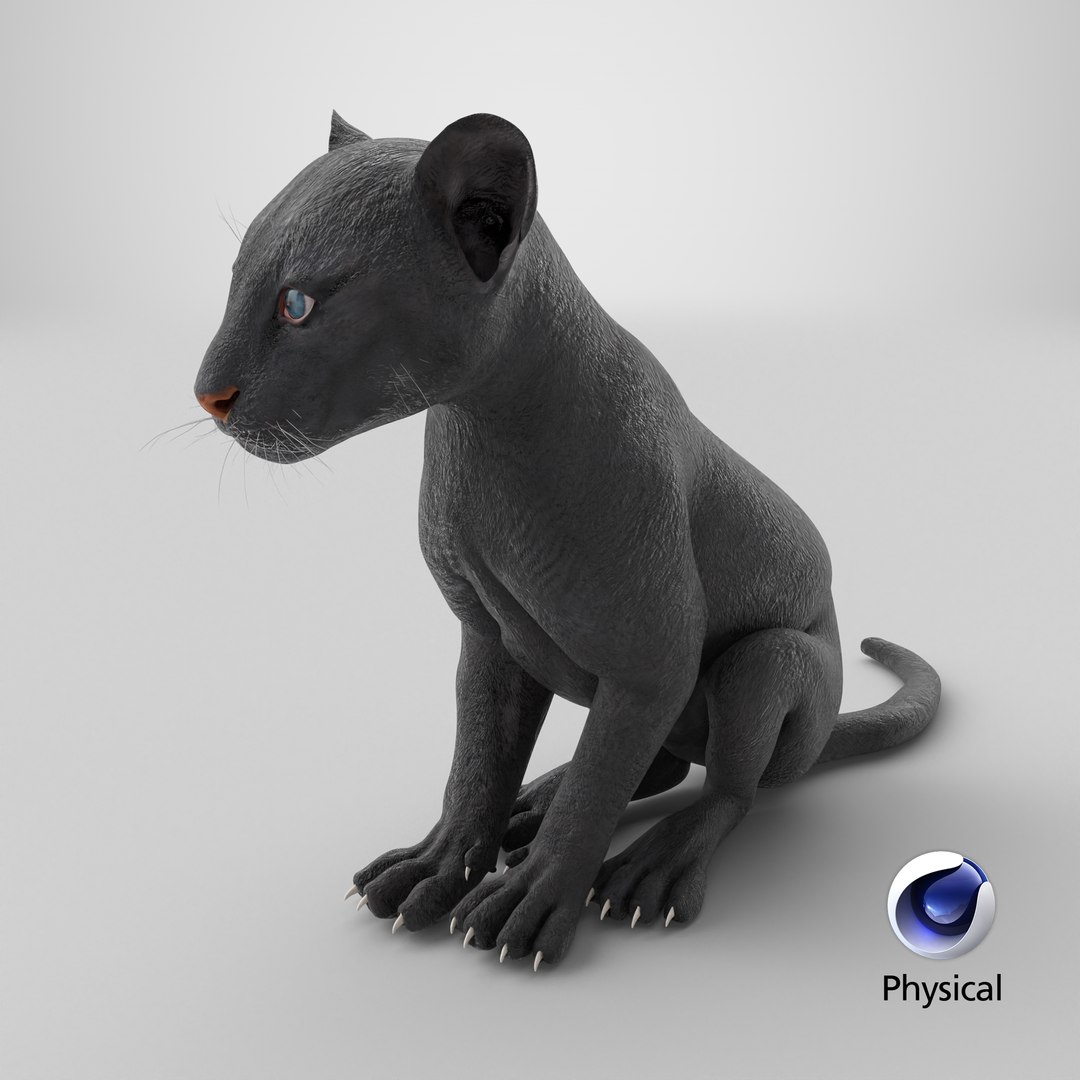 3D Black Panther Cub Sitting Pose https://p.turbosquid.com/ts-thumb/Mm/n8s3hv/MU/stemcell_cinema_4d_physical_render/png/1738945562/1920x1080/fit_q87/55d618fef144b0af13ddf4198627232633a1aa5d/stemcell_cinema_4d_physical_render.jpg