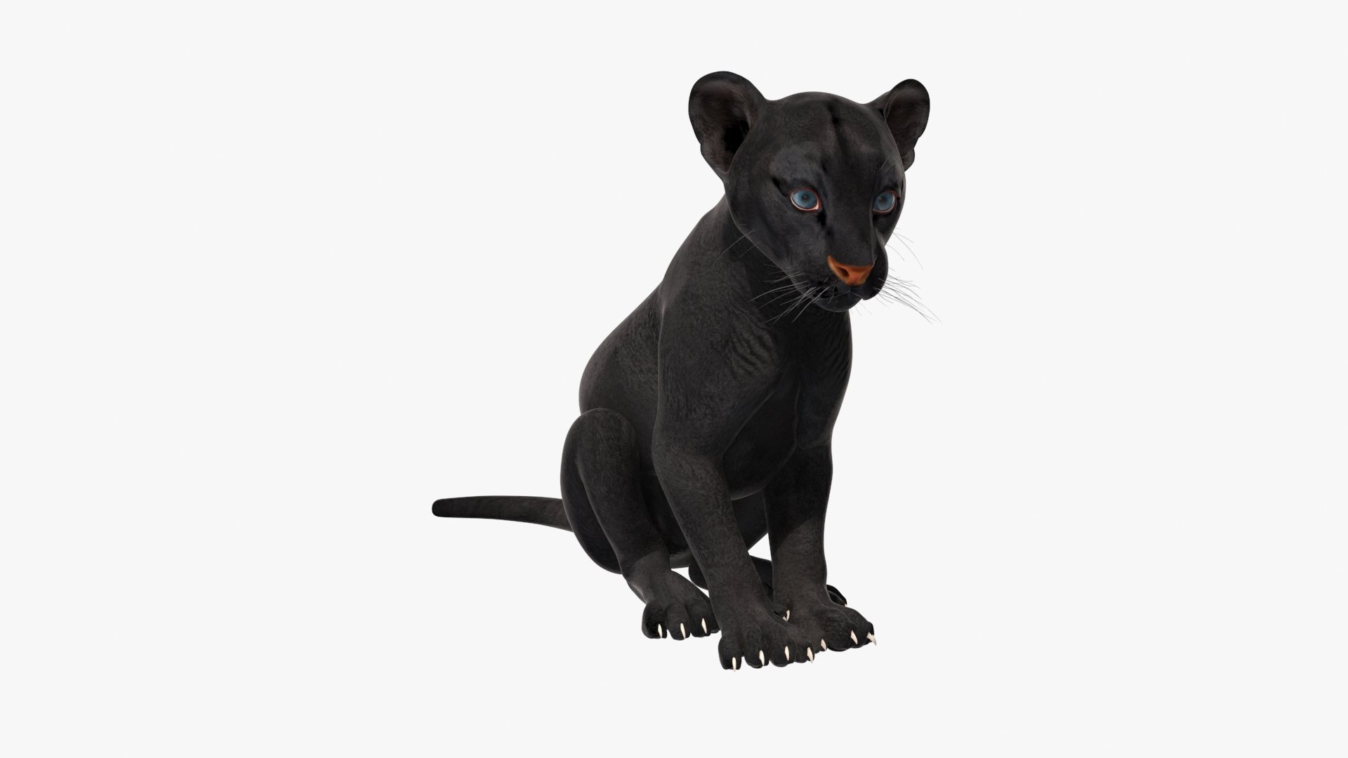 3D Black Panther Cub Sitting Pose https://p.turbosquid.com/ts-thumb/Mm/n8s3hv/Sa/black_panther_cub_sitting_pose_360/jpg/1737128405/1920x1080/turn_fit_q99/4f8745e9d499b41fcc3761a2d22a430bc6be5546/black_panther_cub_sitting_pose_360-1.jpg