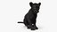 Black Panther Cub Sitting Pose