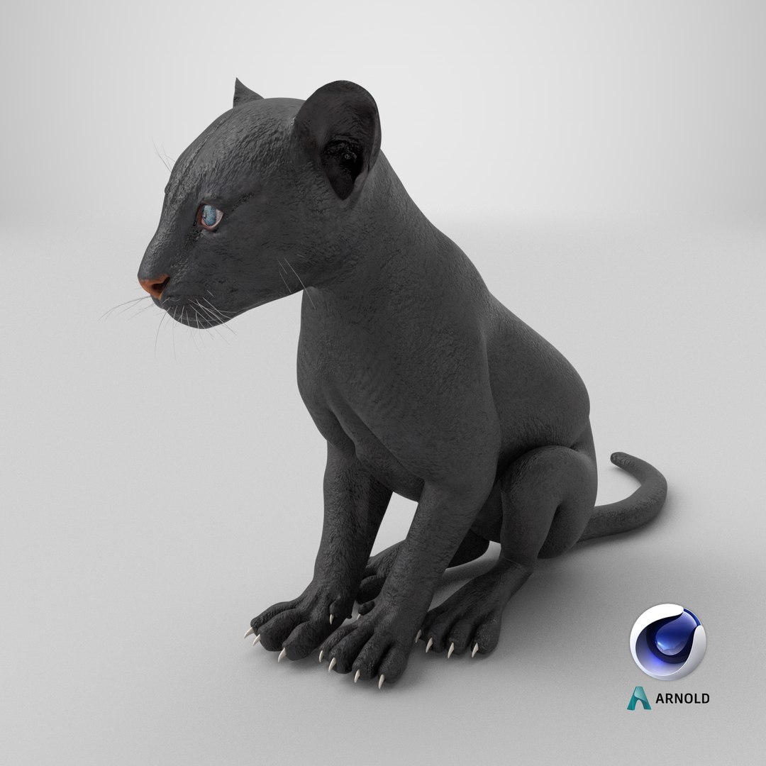 3D Black Panther Cub Sitting Pose https://p.turbosquid.com/ts-thumb/Mm/n8s3hv/rl/stemcell_cinema_4d_arnold_render/png/1738945561/1920x1080/fit_q87/92b6720eb8a65e0c5131af0d5e64f09287ddf976/stemcell_cinema_4d_arnold_render.jpg