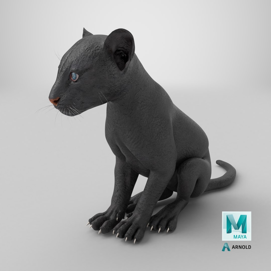 3D Black Panther Cub Sitting Pose https://p.turbosquid.com/ts-thumb/Mm/n8s3hv/vC/stemcell_maya_arnold_render/png/1738945557/1920x1080/fit_q87/745e7c1dfaa1cfffdb35e476902946352b5a4023/stemcell_maya_arnold_render.jpg