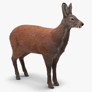 Siberian Musk Deer Fur