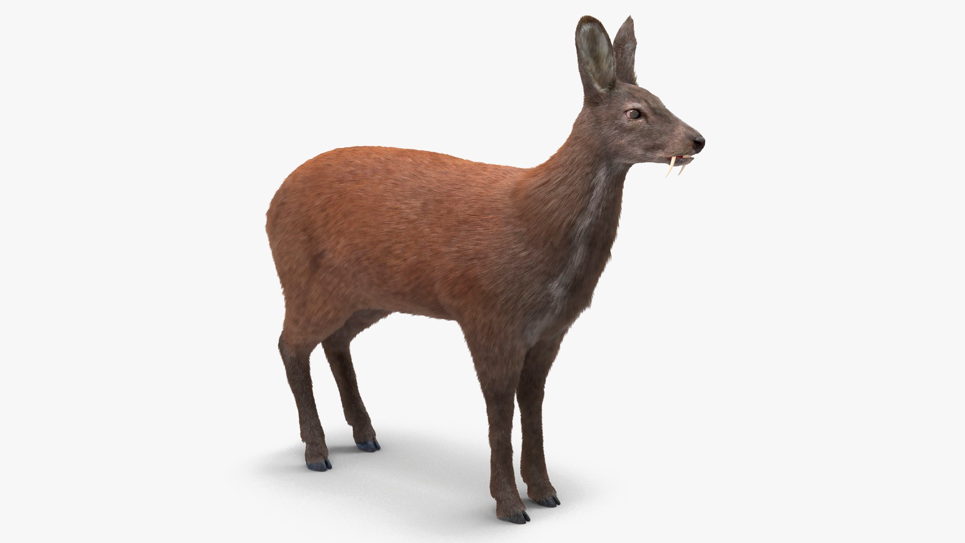Siberian Musk Deer Fur 3D model preview
