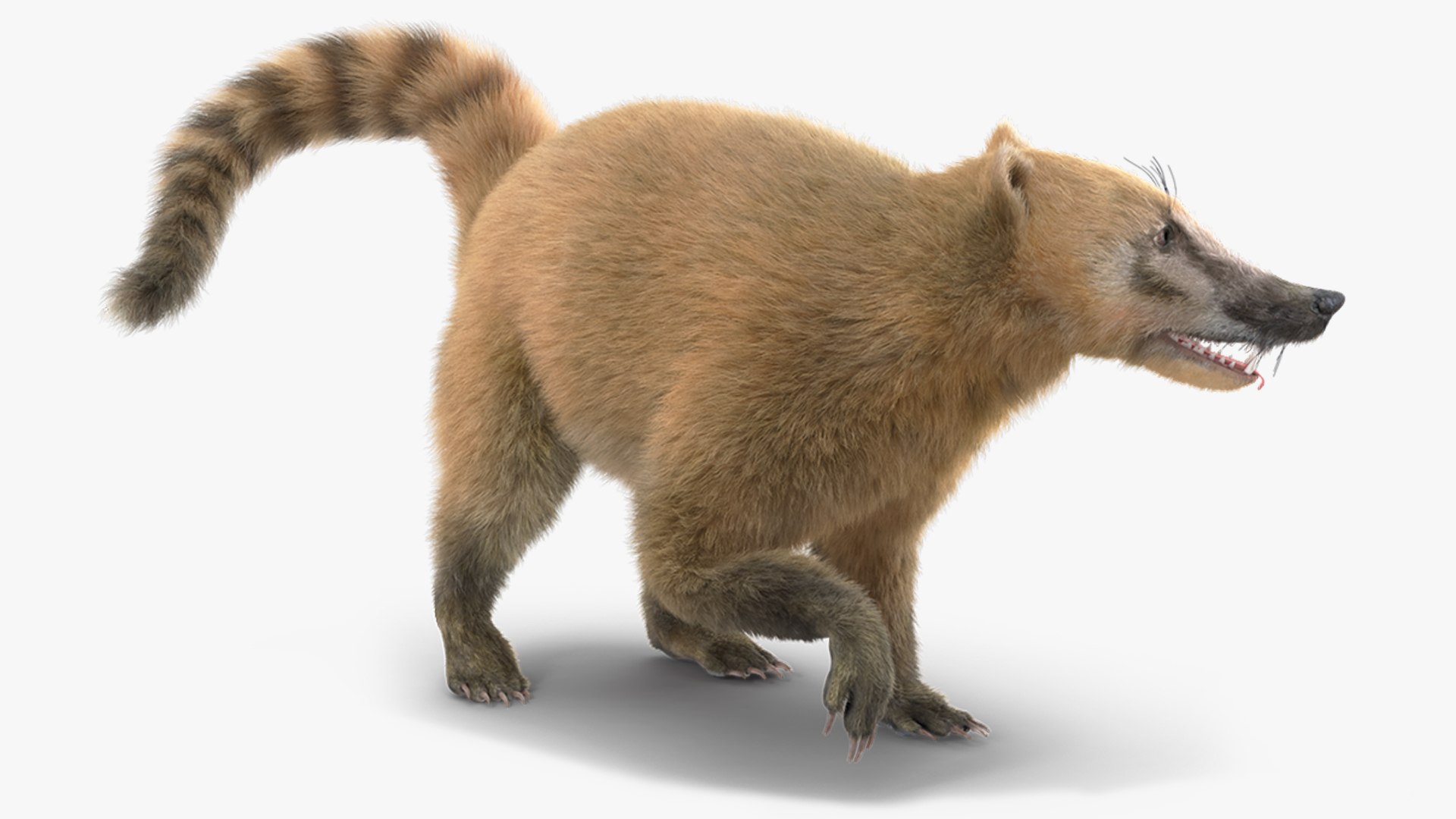 Nasua Nasua Fur Rigged 3D model preview