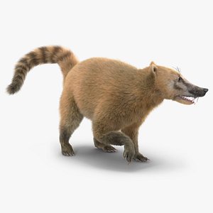 Nasua Nasua Fur Rigged 3D model