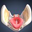 Human Larynx (Animated)