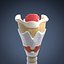 Human Larynx (Animated)