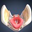 Human Larynx (Animated)