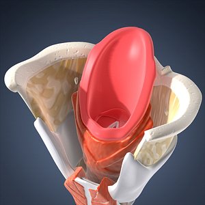 Human Larynx (Animated)