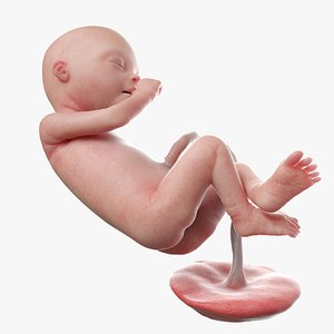 3D Fetus Week 20 Animated