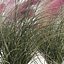 Muhlenbergia Capillaris - Pink Muhly Grass 06