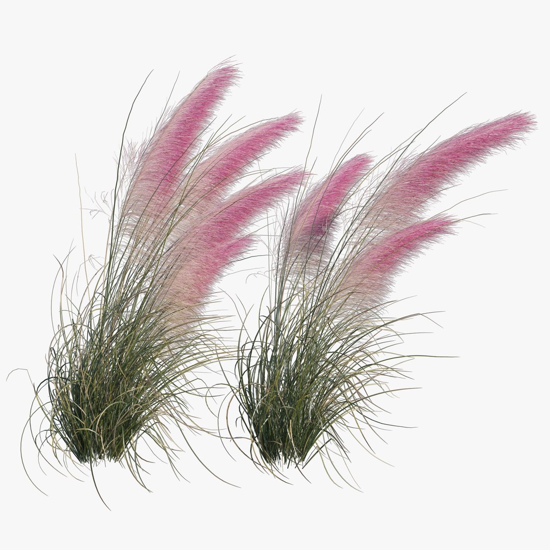 Muhlenbergia Capillaris - Pink Muhly Grass 06 model https://p.turbosquid.com/ts-thumb/Mn/2WChiJ/Gv/preview50/jpg/1660794263/1920x1080/fit_q87/3b740b033a9f2e5103a4d1e35dc2b0a7119ec733/preview50.jpg