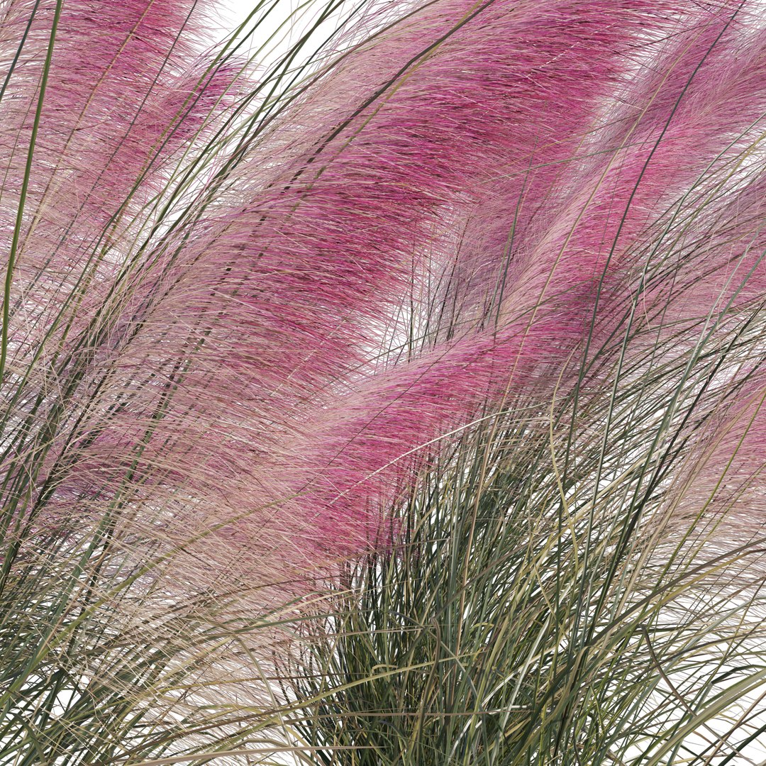 Muhlenbergia Capillaris - Pink Muhly Grass 06 model https://p.turbosquid.com/ts-thumb/Mn/2WChiJ/Hr/preview51/jpg/1660794141/1920x1080/fit_q87/67aa97c27beebcbe32d0d0f2302be68fffde8ea7/preview51.jpg