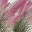 Muhlenbergia Capillaris - Pink Muhly Grass 06