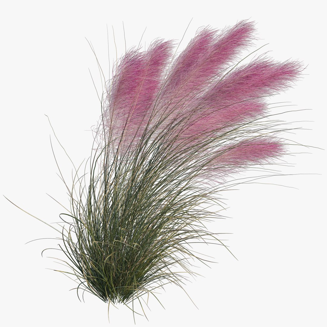 Muhlenbergia Capillaris - Pink Muhly Grass 06 model https://p.turbosquid.com/ts-thumb/Mn/2WChiJ/UM/preview49/jpg/1660794265/1920x1080/fit_q87/c34ae2389805ae10c7310b23b3ad8792896a6c32/preview49.jpg