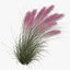 Muhlenbergia Capillaris - Pink Muhly Grass 06
