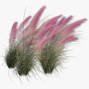 Muhlenbergia Capillaris - Pink Muhly Grass 06 model