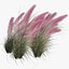 Muhlenbergia Capillaris - Pink Muhly Grass 06