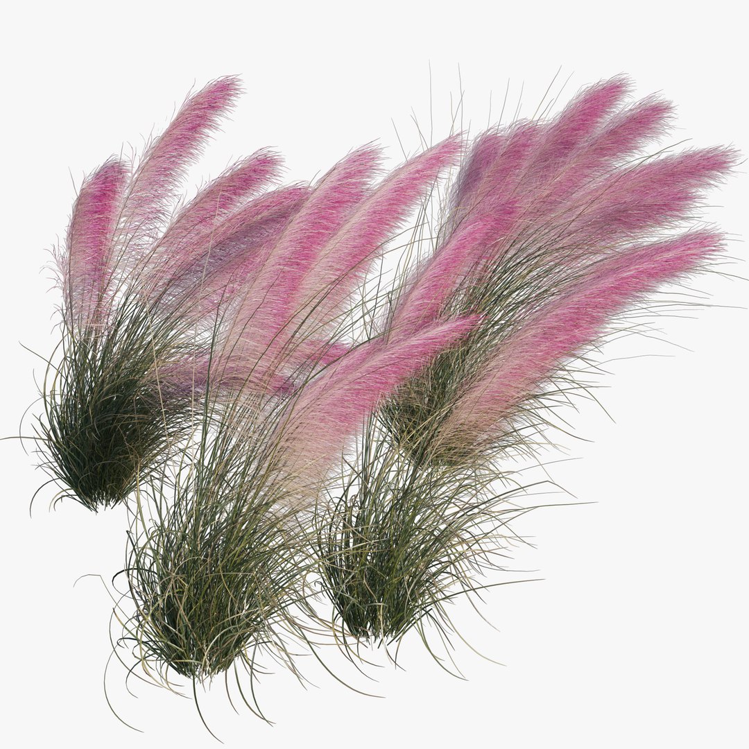 Muhlenbergia Capillaris - Pink Muhly Grass 06 model https://p.turbosquid.com/ts-thumb/Mn/2WChiJ/p1/preview47/jpg/1660794259/1920x1080/fit_q87/89562c2c9129f73f8ea5046a64a5ee34ca815456/preview47.jpg