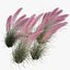 Muhlenbergia Capillaris - Pink Muhly Grass 06