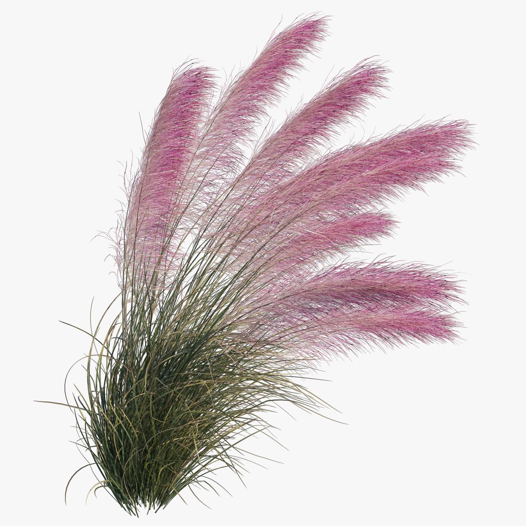 Muhlenbergia Capillaris - Pink Muhly Grass 06 model https://p.turbosquid.com/ts-thumb/Mn/2WChiJ/t4/preview48/jpg/1660794258/1920x1080/fit_q87/2684afb49574c836d498e988809e935c3bcf7dde/preview48.jpg