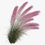 Muhlenbergia Capillaris - Pink Muhly Grass 06