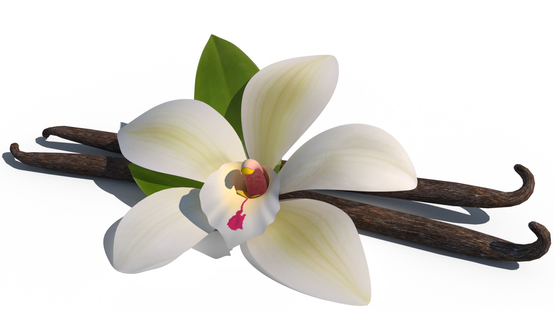 3D model Vanilla Flower https://p.turbosquid.com/ts-thumb/Mn/31N5V0/lJ/vf_0...