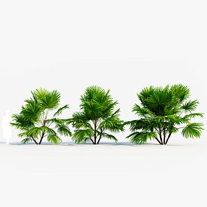 Chuniophoenix hainanensis b