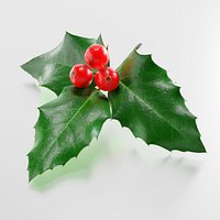 holly branch