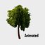 tree animation 3D model