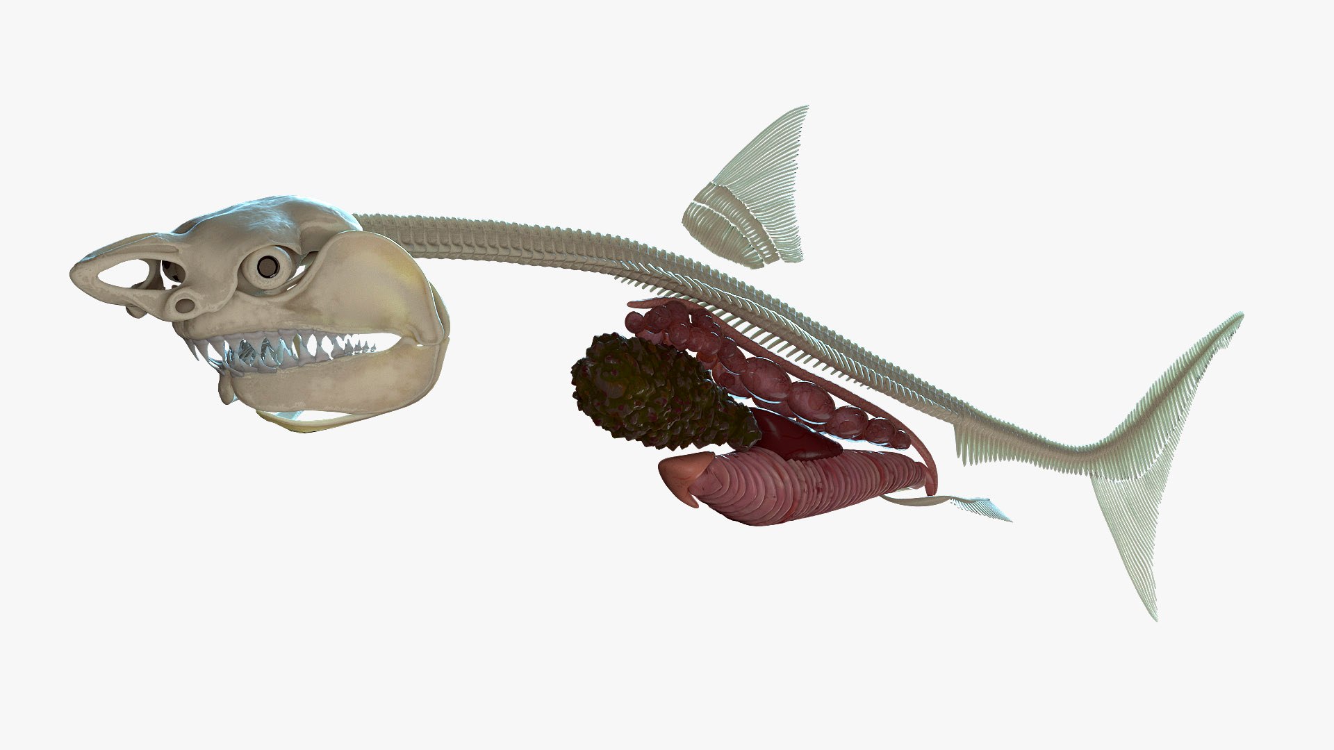 3D Realistic Great White Shark - TurboSquid 1472562