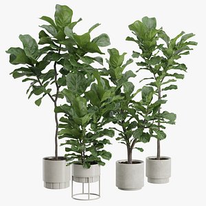 3D Ficus Lyrata Pack 03