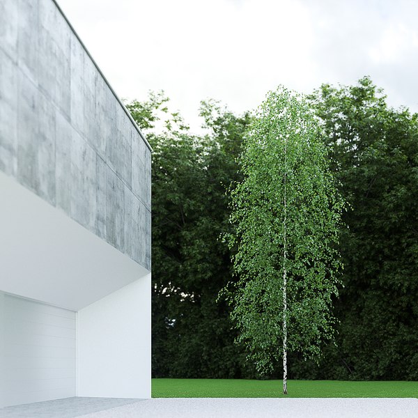 3D betula pendula birch 10m