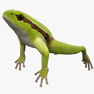 Green Frog