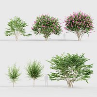 Lagerstroemia indica - Crape myrtle 3D model