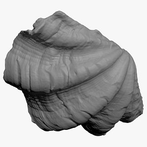 3D Giant Clam Shell Half for 3D Print model