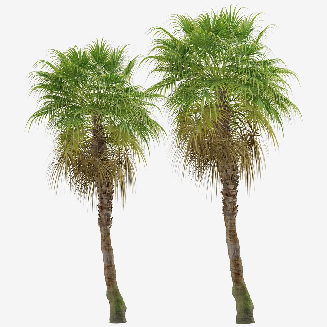 3D Set of Chinese Fan Palm or Livistona chinensis Tree -2 Trees