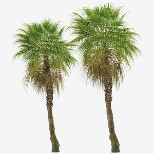3D Set of Chinese Fan Palm or Livistona chinensis Tree -2 Trees