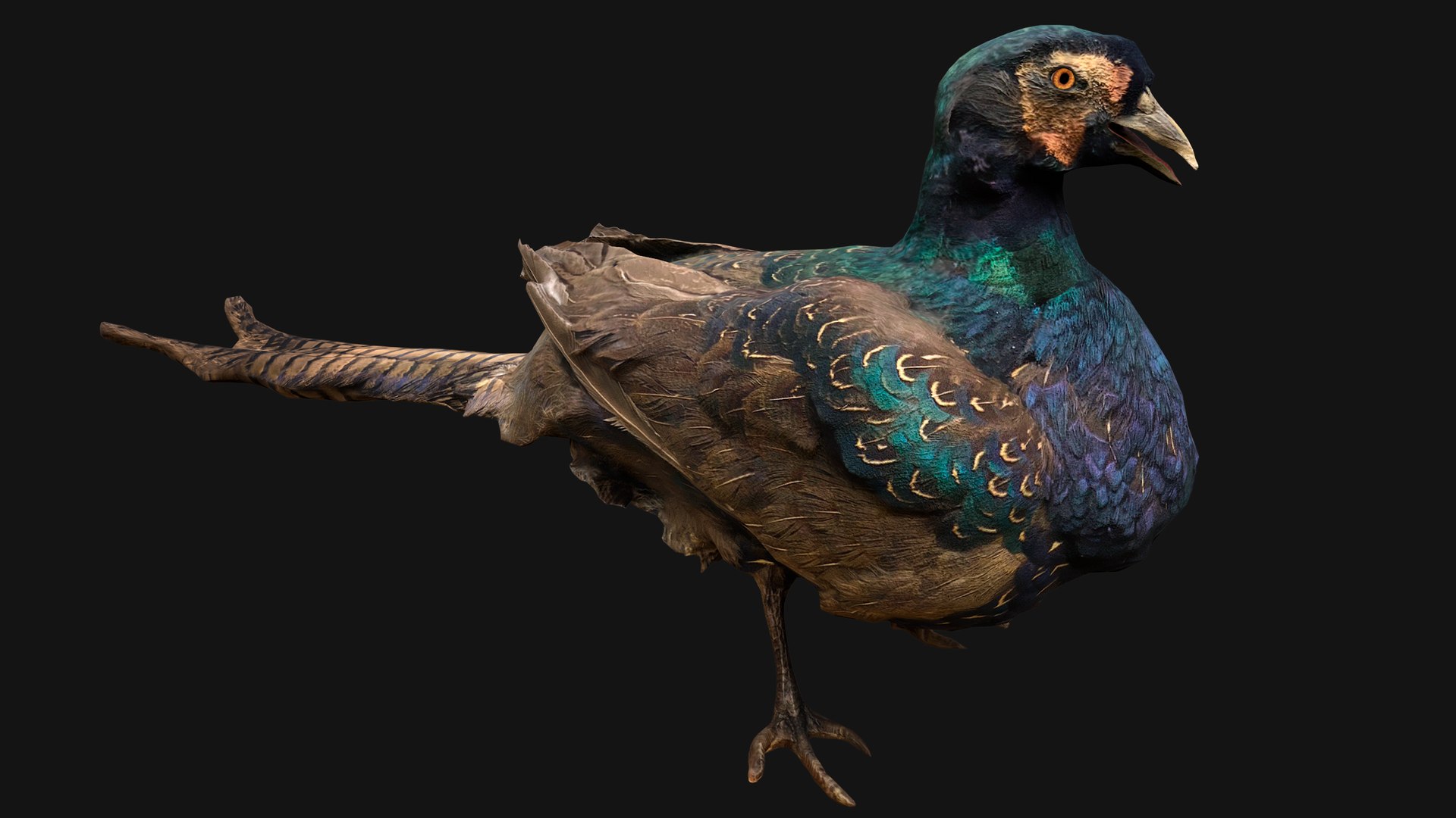 Pheasant Bird 3D Model - TurboSquid 2079605