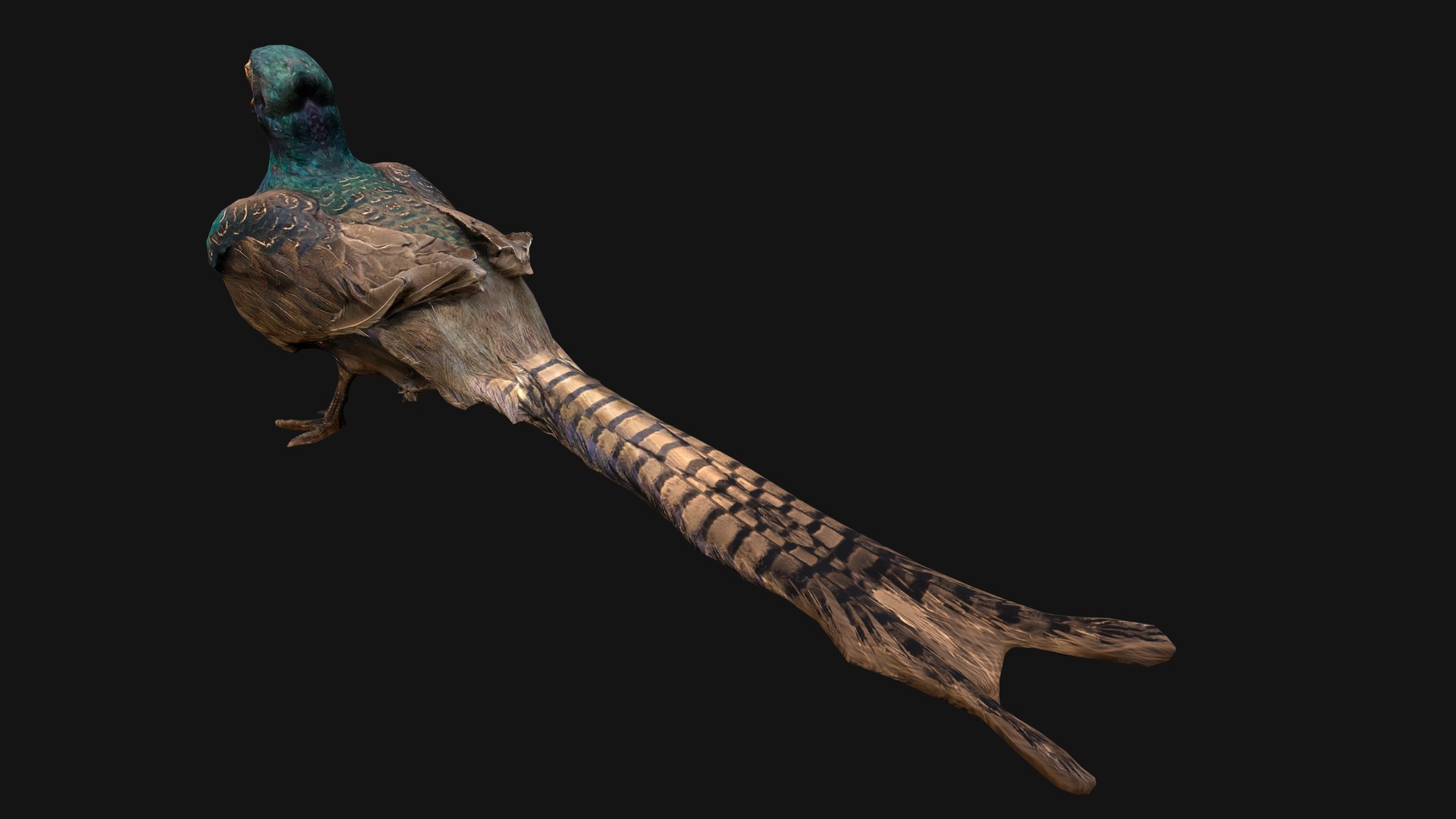 Pheasant Bird 3D Model - TurboSquid 2079605