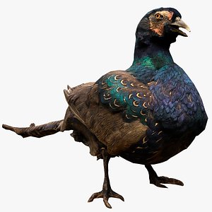 Pheasant Bird 3D model