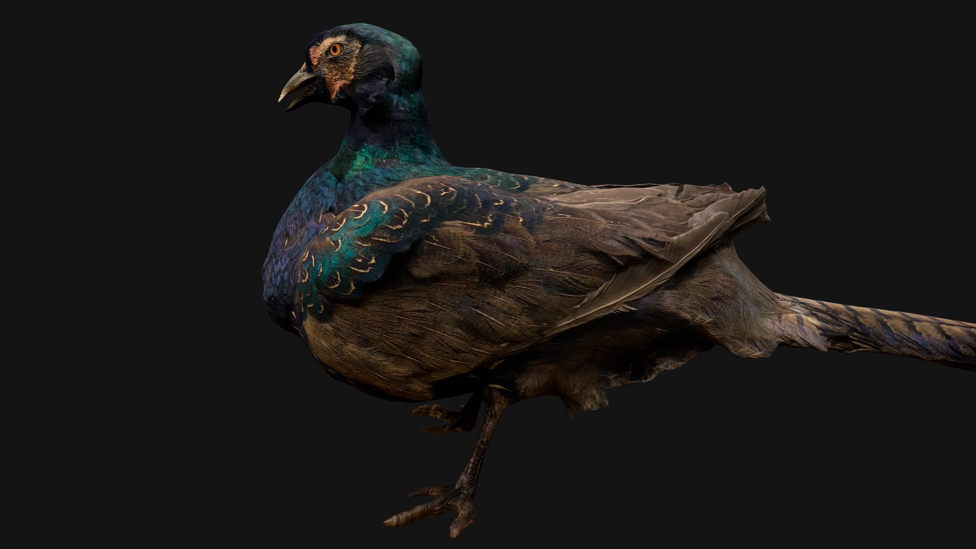 Pheasant Bird 3D Model - TurboSquid 2079605