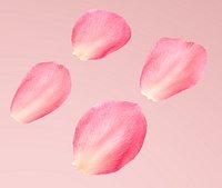 Flying rose Petals