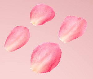 Flying rose Petals