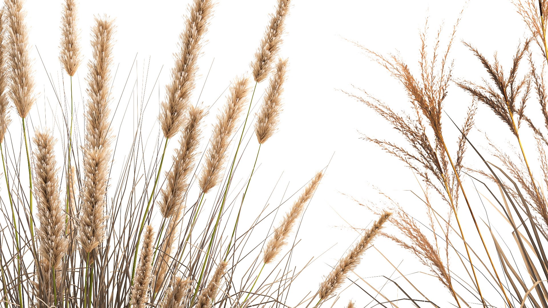 3D Dried Reeds In A Rusty Flowerpot For The Interior 1058 Model ...
