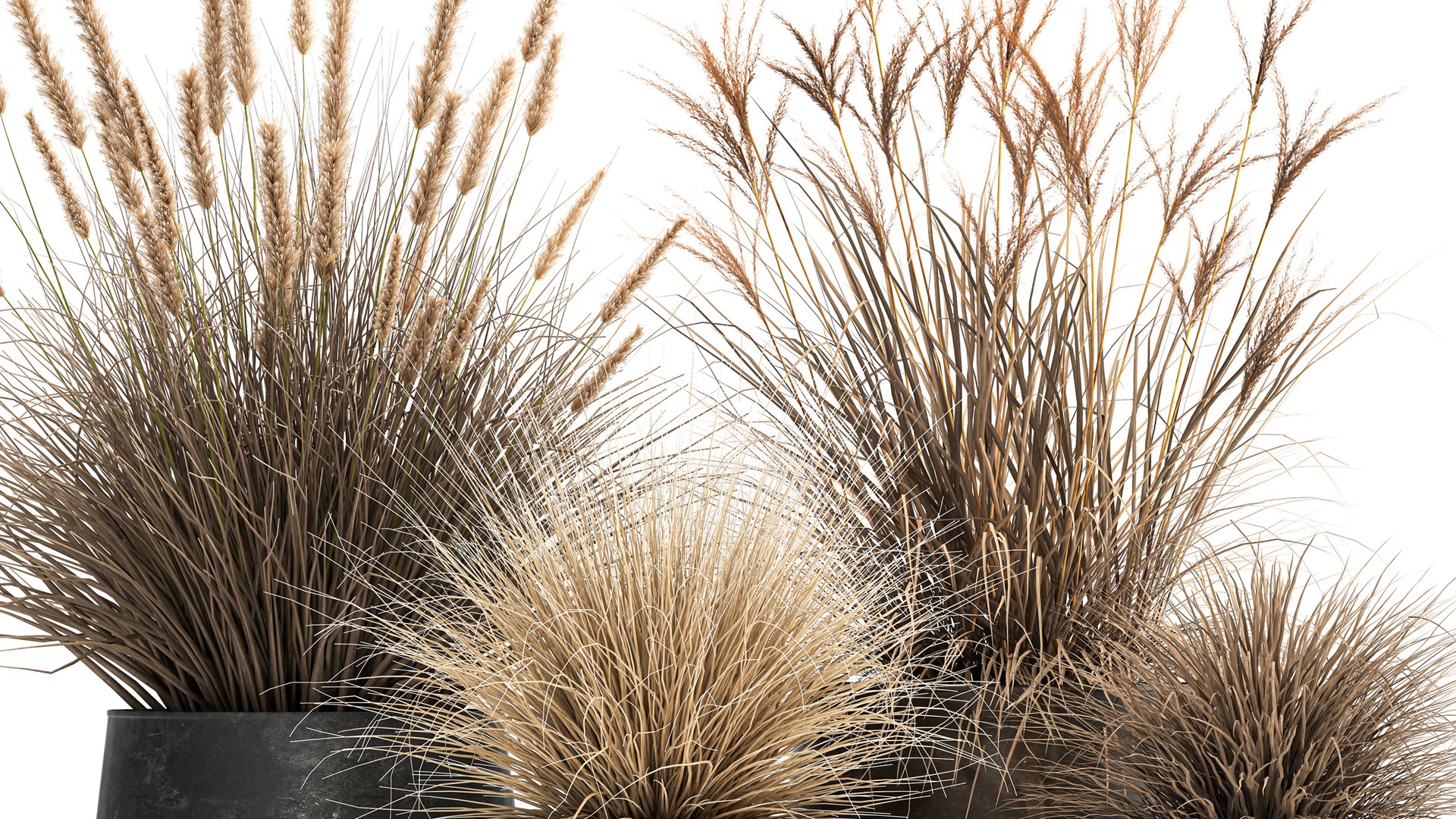 3D Dried Reeds In A Rusty Flowerpot For The Interior 1058 Model ...