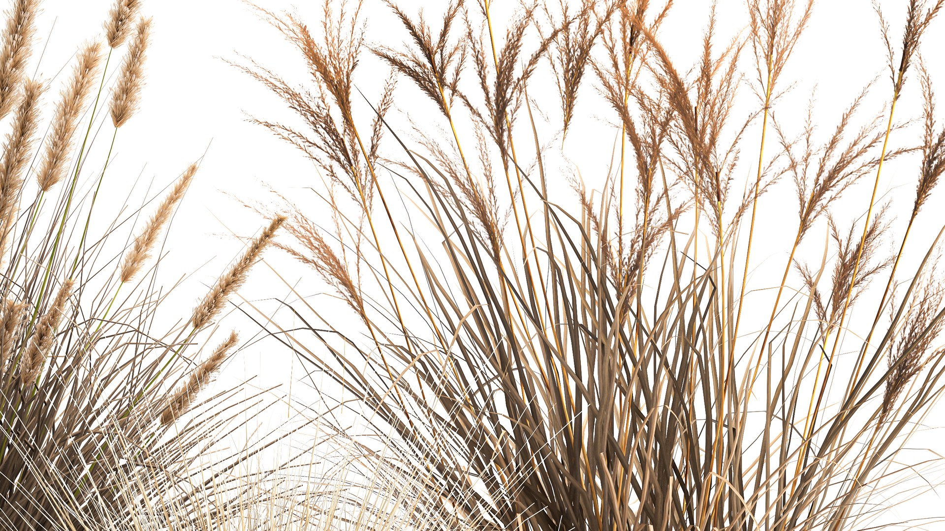 3D Dried Reeds In A Rusty Flowerpot For The Interior 1058 Model ...